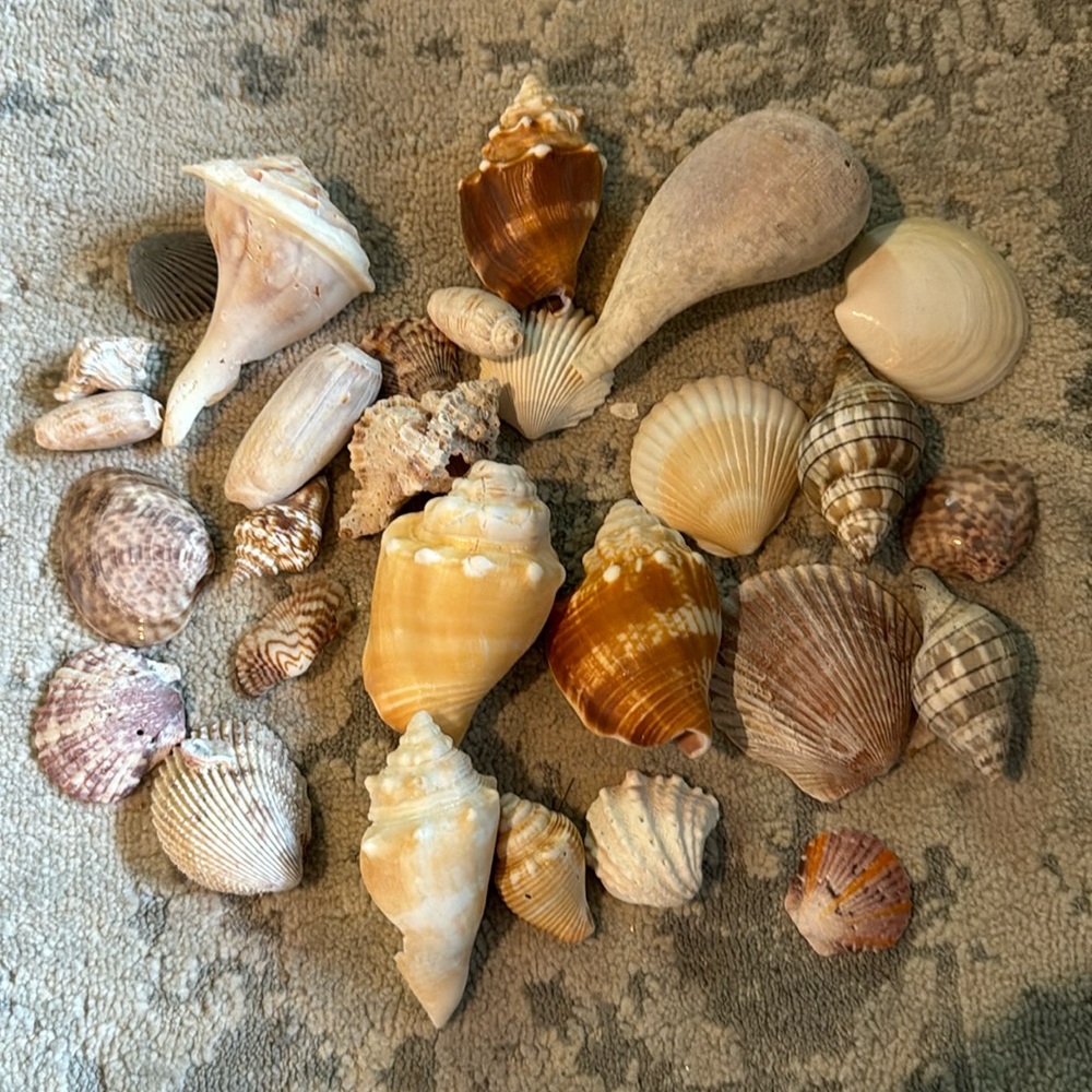 24+ Assorted Shells for Arts and Crafts Projects.  Hand picked in SW Flor…